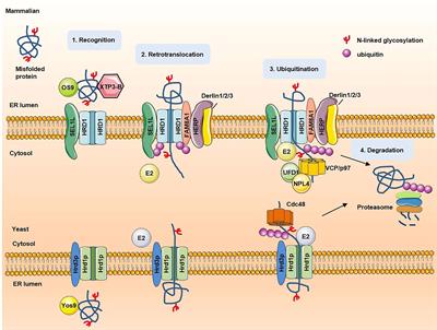 Frontiers | Unraveling the roles of endoplasmic reticulum